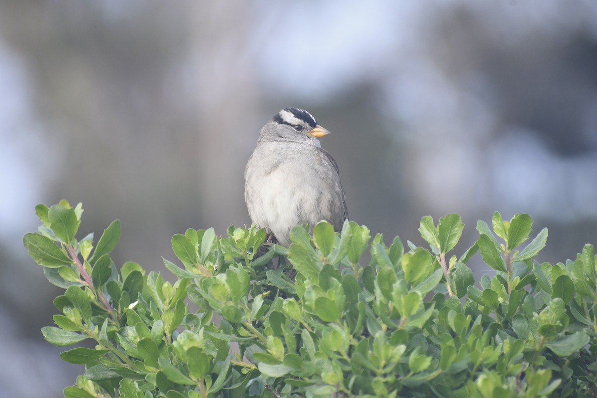 White-crowned Sparrow (nuttalli) - Eli Gross