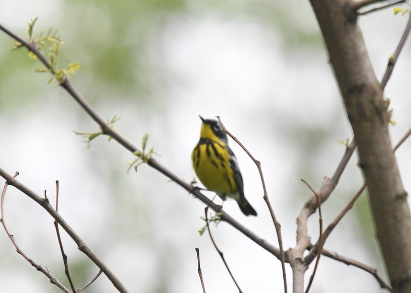 Magnolia Warbler - Doug Daniels