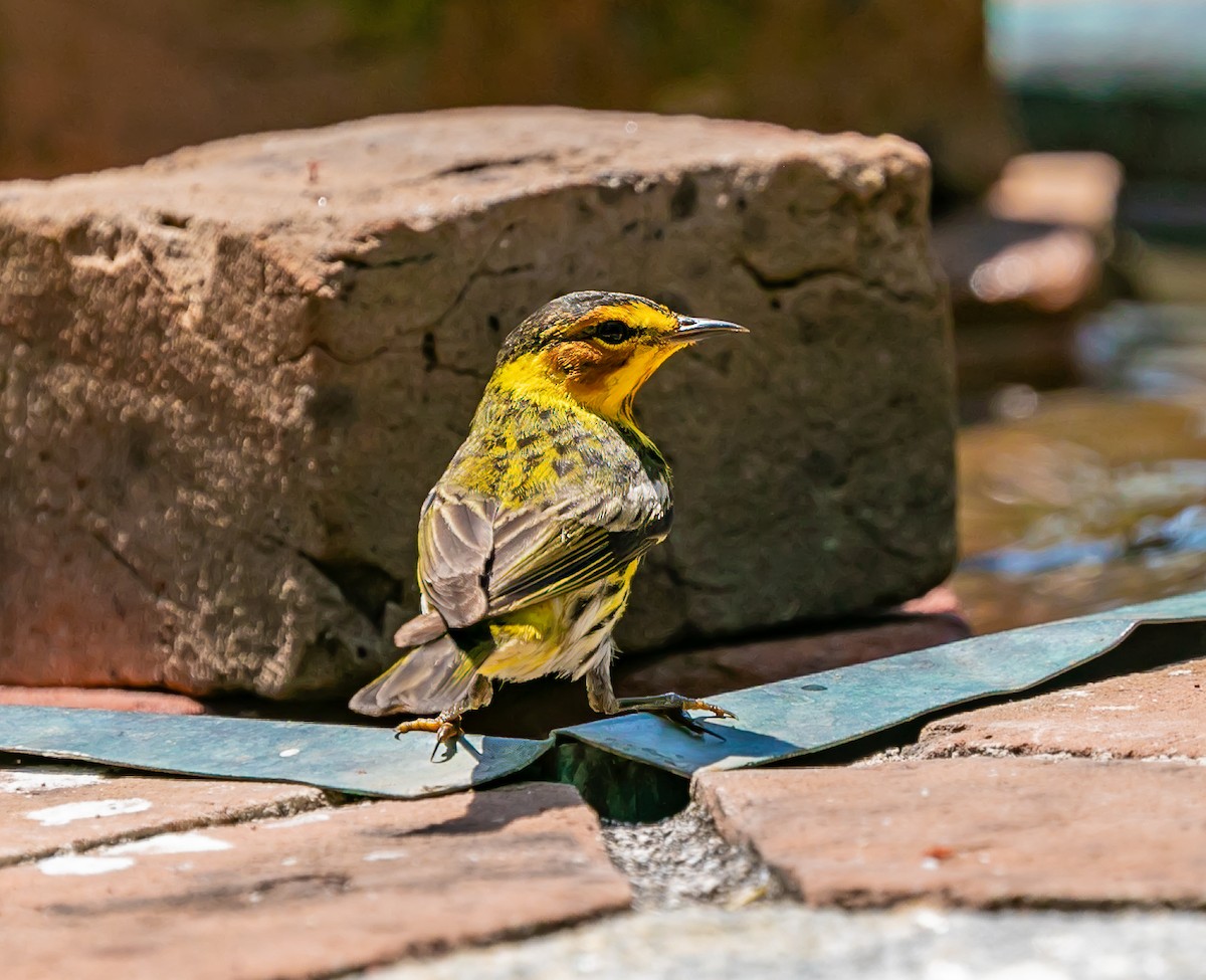 Cape May Warbler - Damon Haan