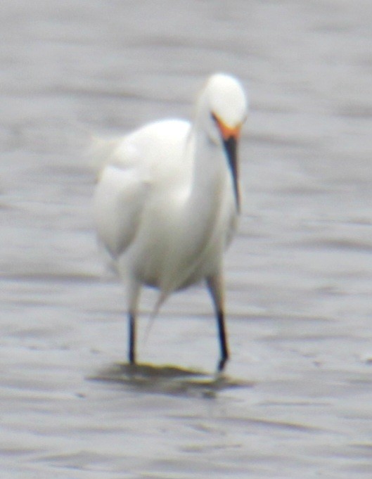 Snowy Egret - Samuel Harris