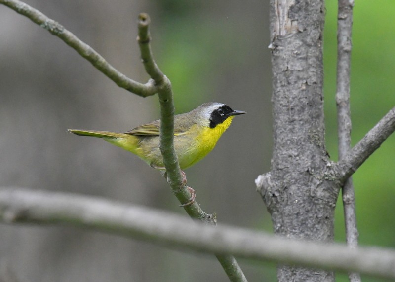 Common Yellowthroat - Doug Daniels