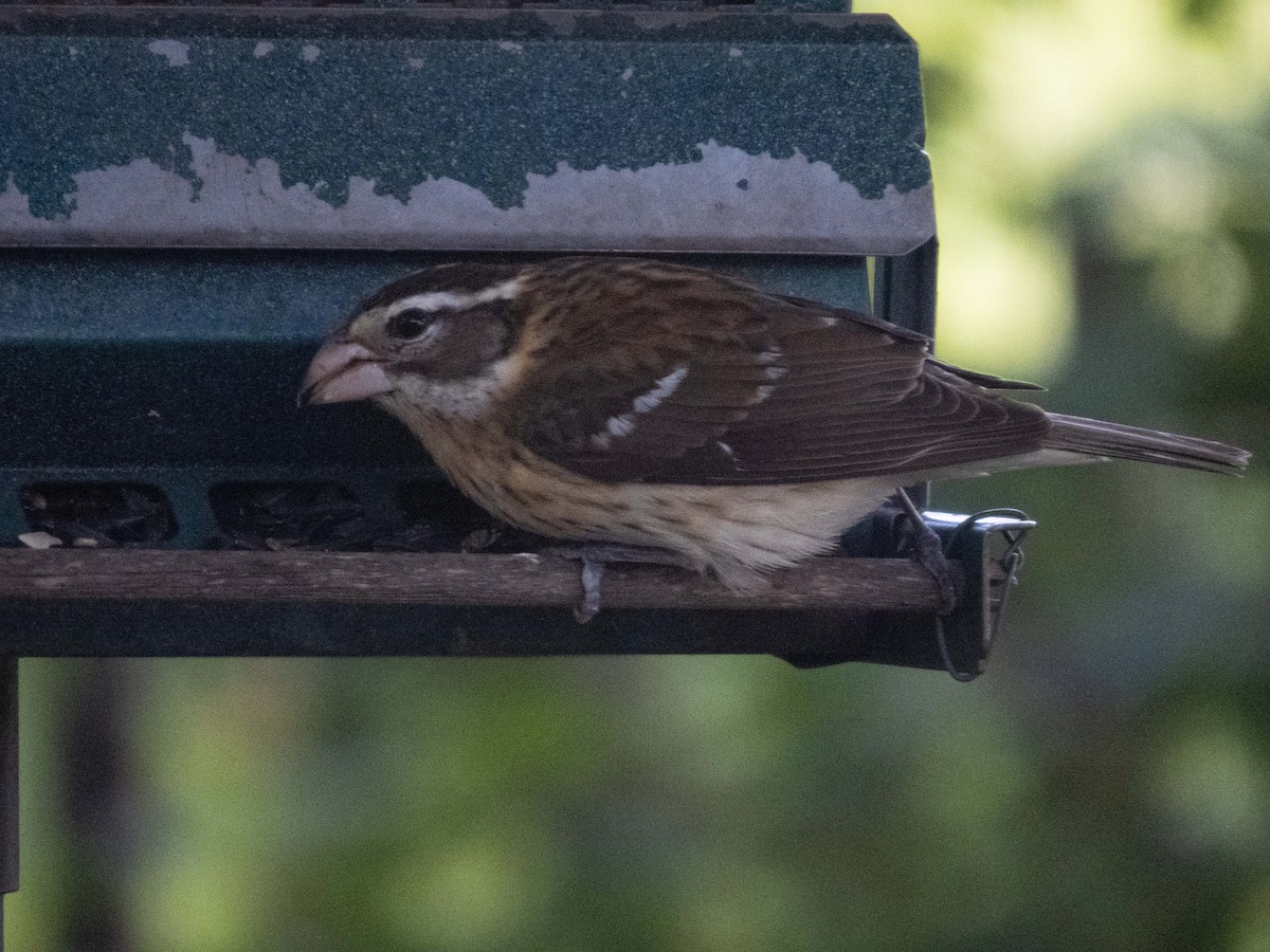 Rose-breasted Grosbeak - ML619305400