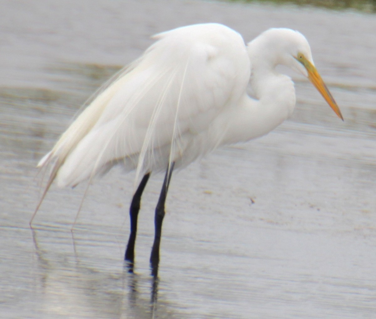 Great Egret - Samuel Harris