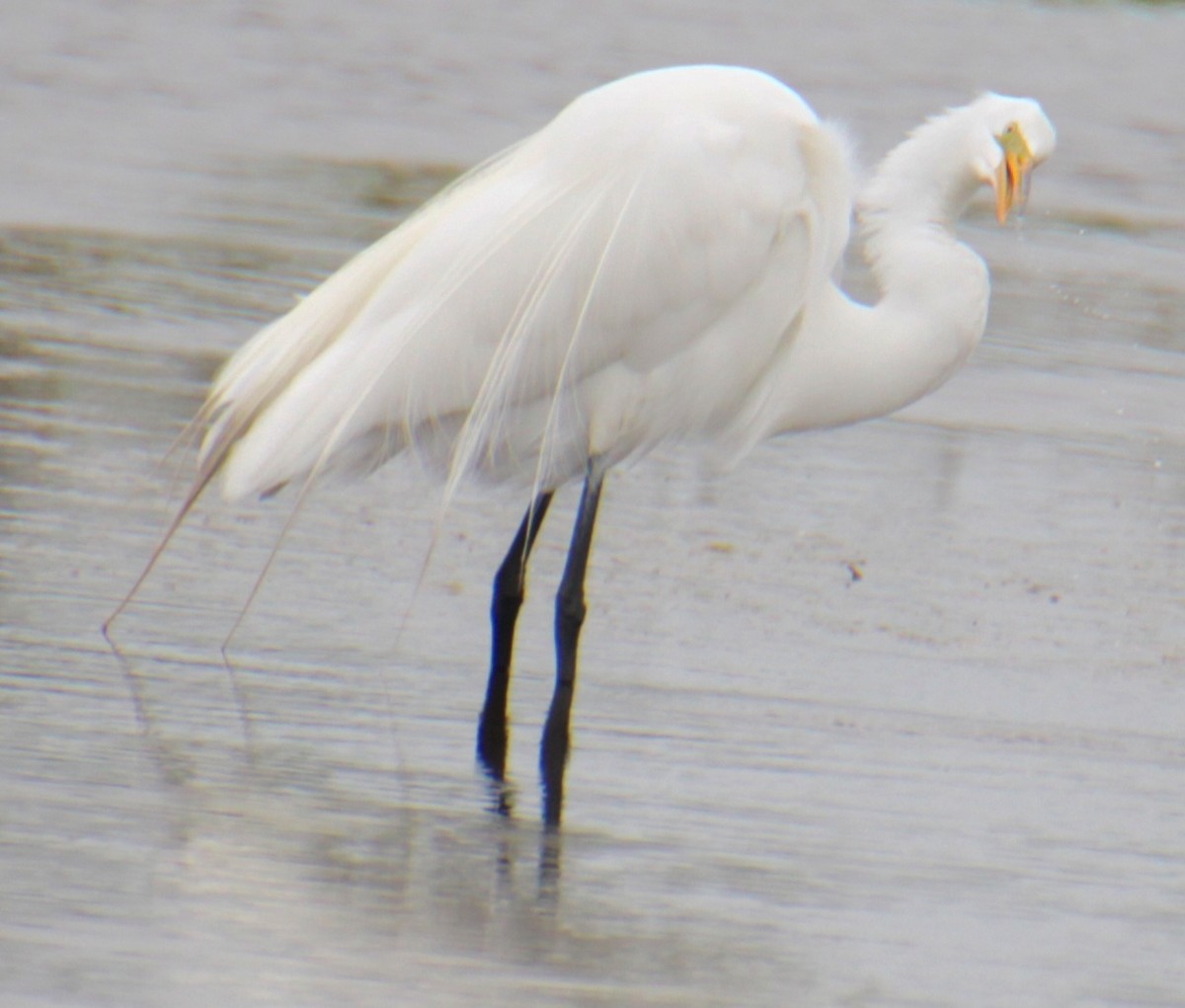 Great Egret - Samuel Harris