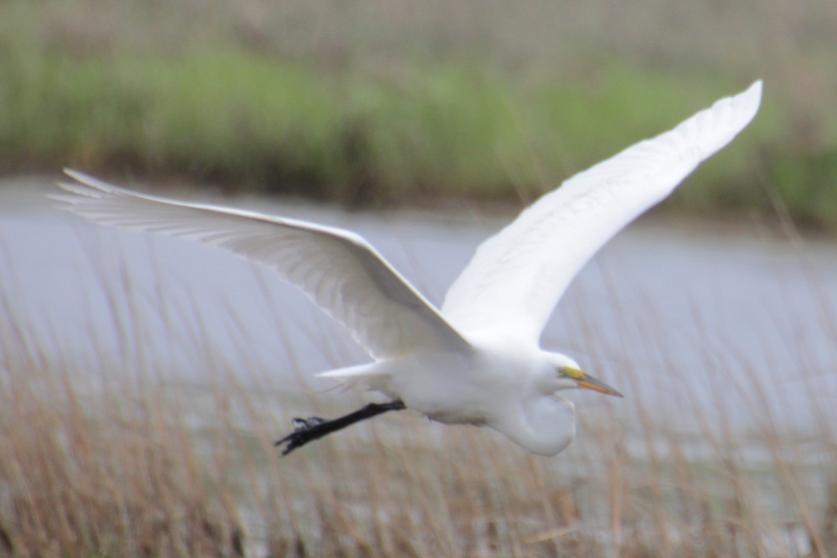 Great Egret - Samuel Harris