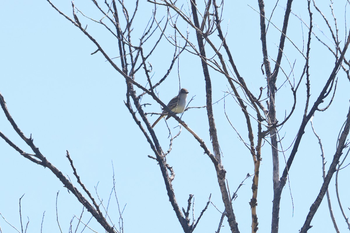 Ash-throated Flycatcher - ML619305419