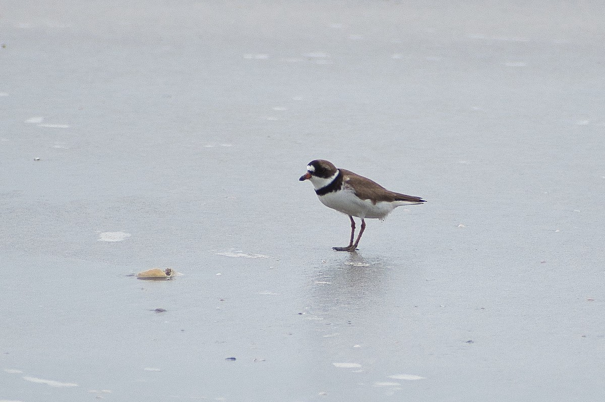 Semipalmated Plover - Susan Markham