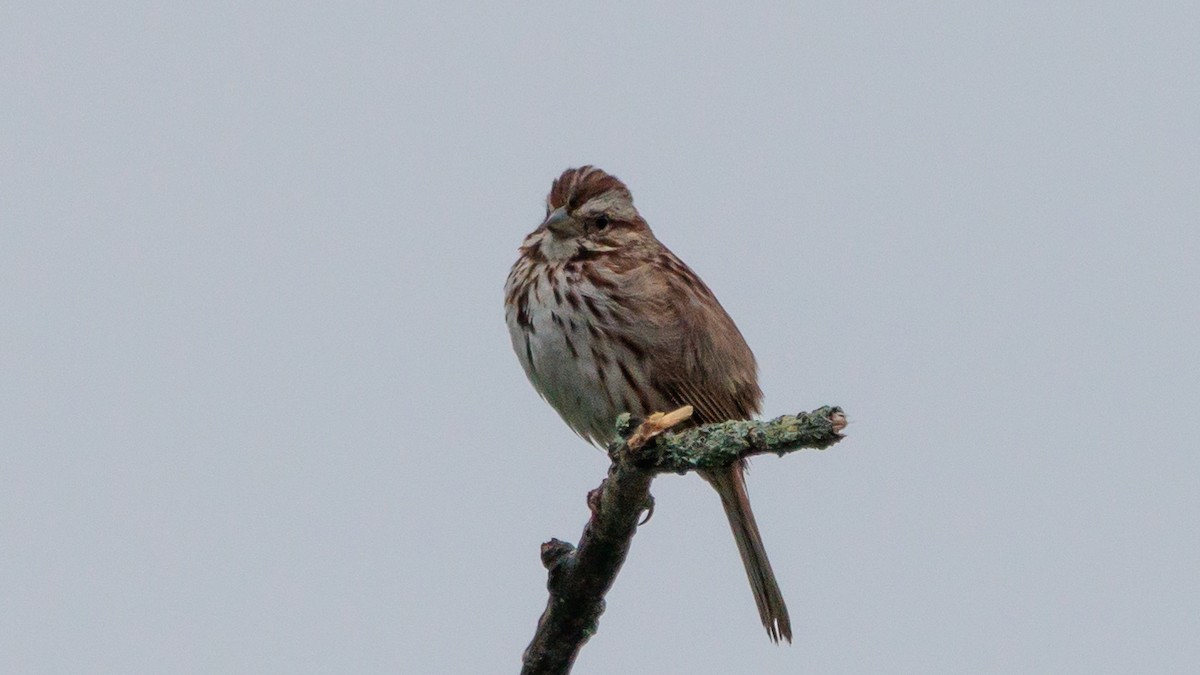 Song Sparrow - Brian Stamper