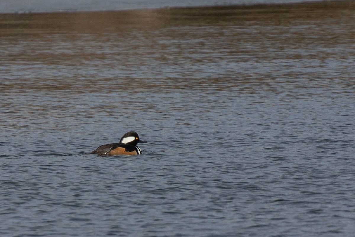 Hooded Merganser - Doug Korver