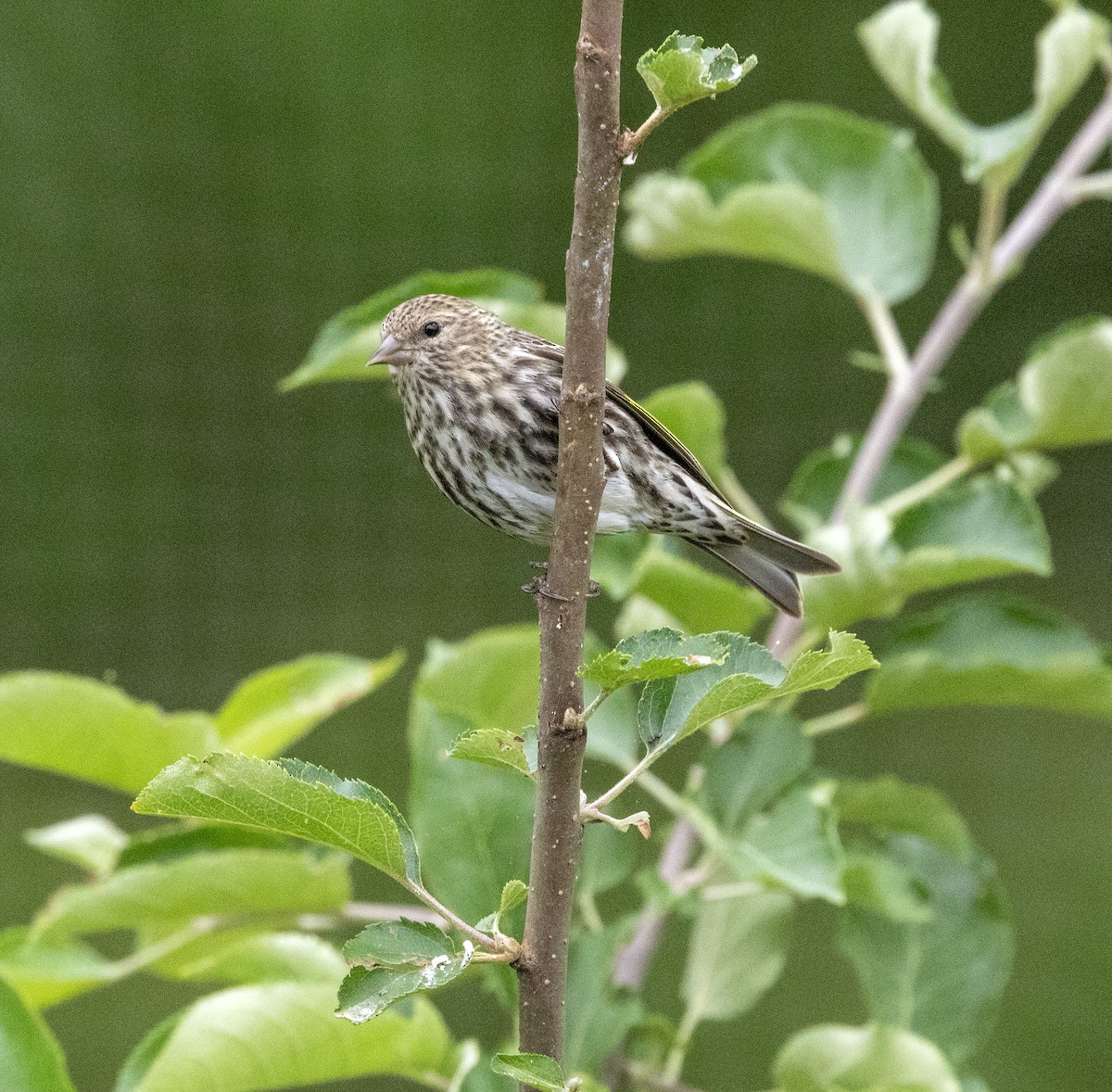 Pine Siskin - ML619305448