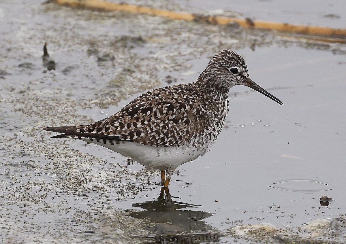 Lesser Yellowlegs - Charles Fitzpatrick