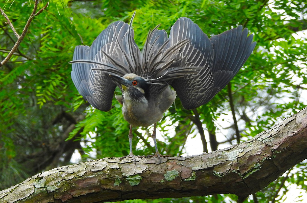 Yellow-crowned Night Heron - ML619305450