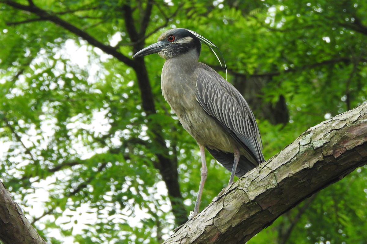 Yellow-crowned Night Heron - David  Clark