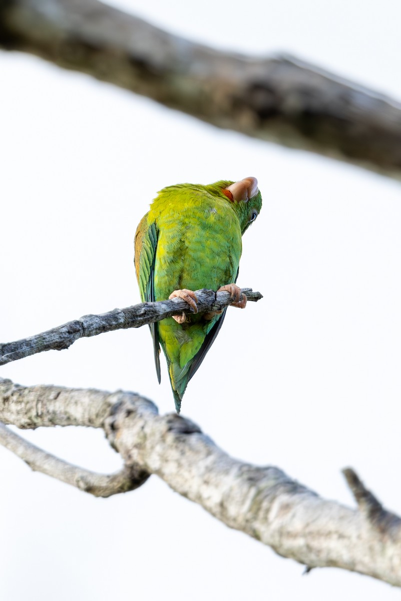 Orange-chinned Parakeet - Mason Flint