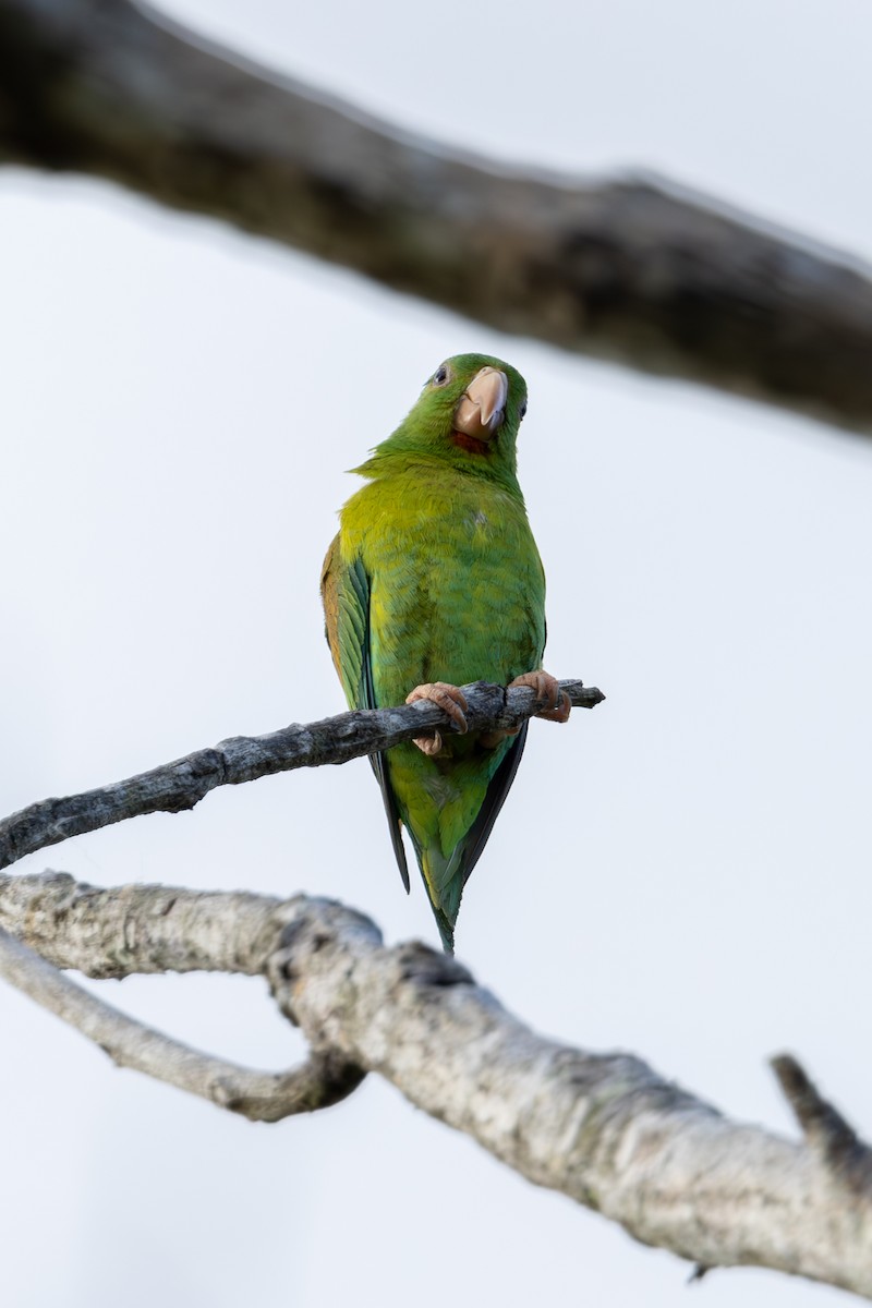 Orange-chinned Parakeet - Mason Flint