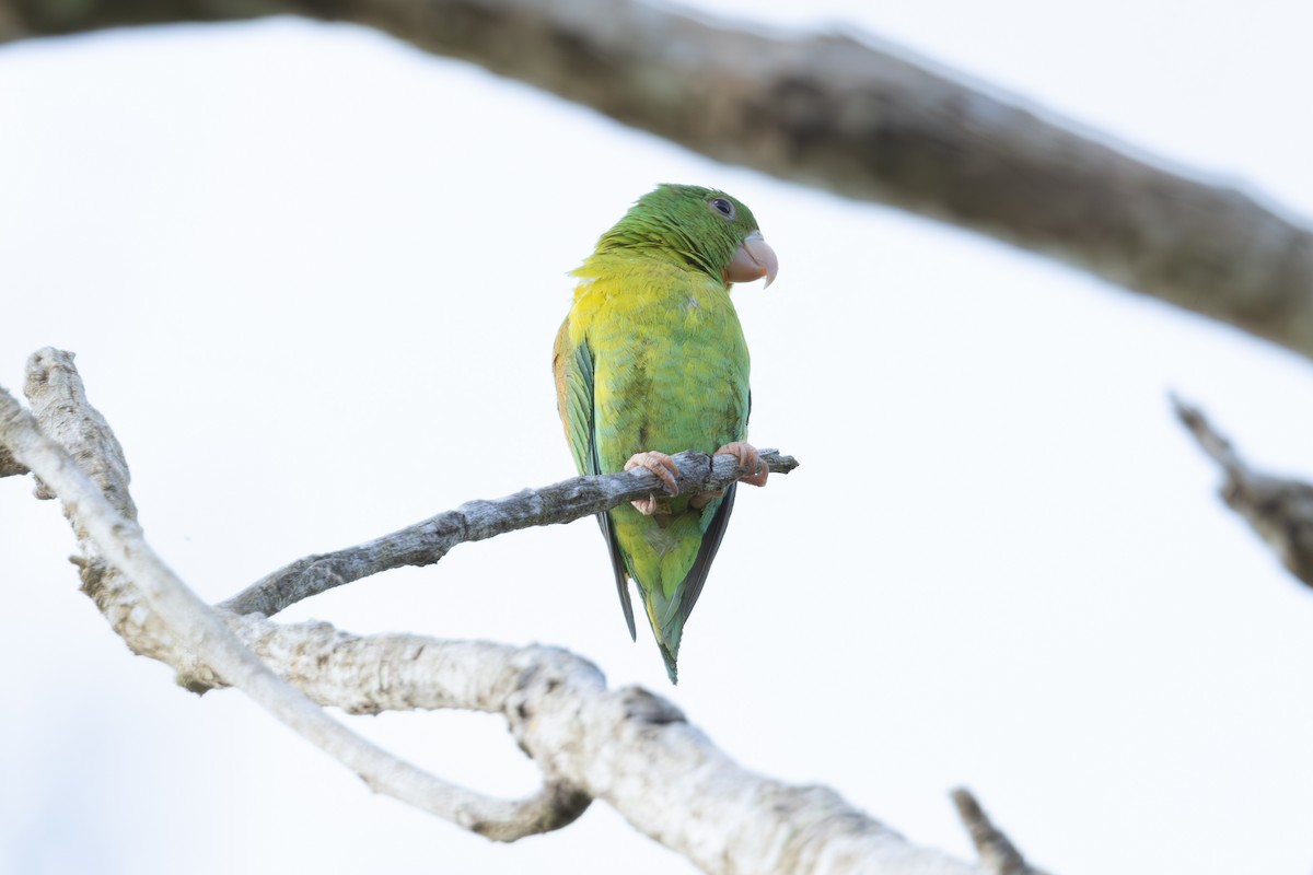 Orange-chinned Parakeet - Mason Flint