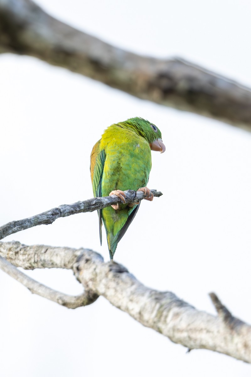 Orange-chinned Parakeet - Mason Flint