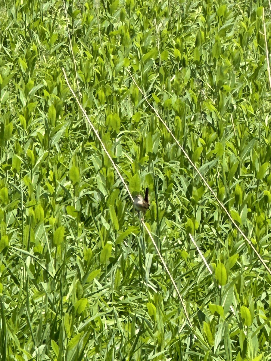 Sedge Wren - ML619305459