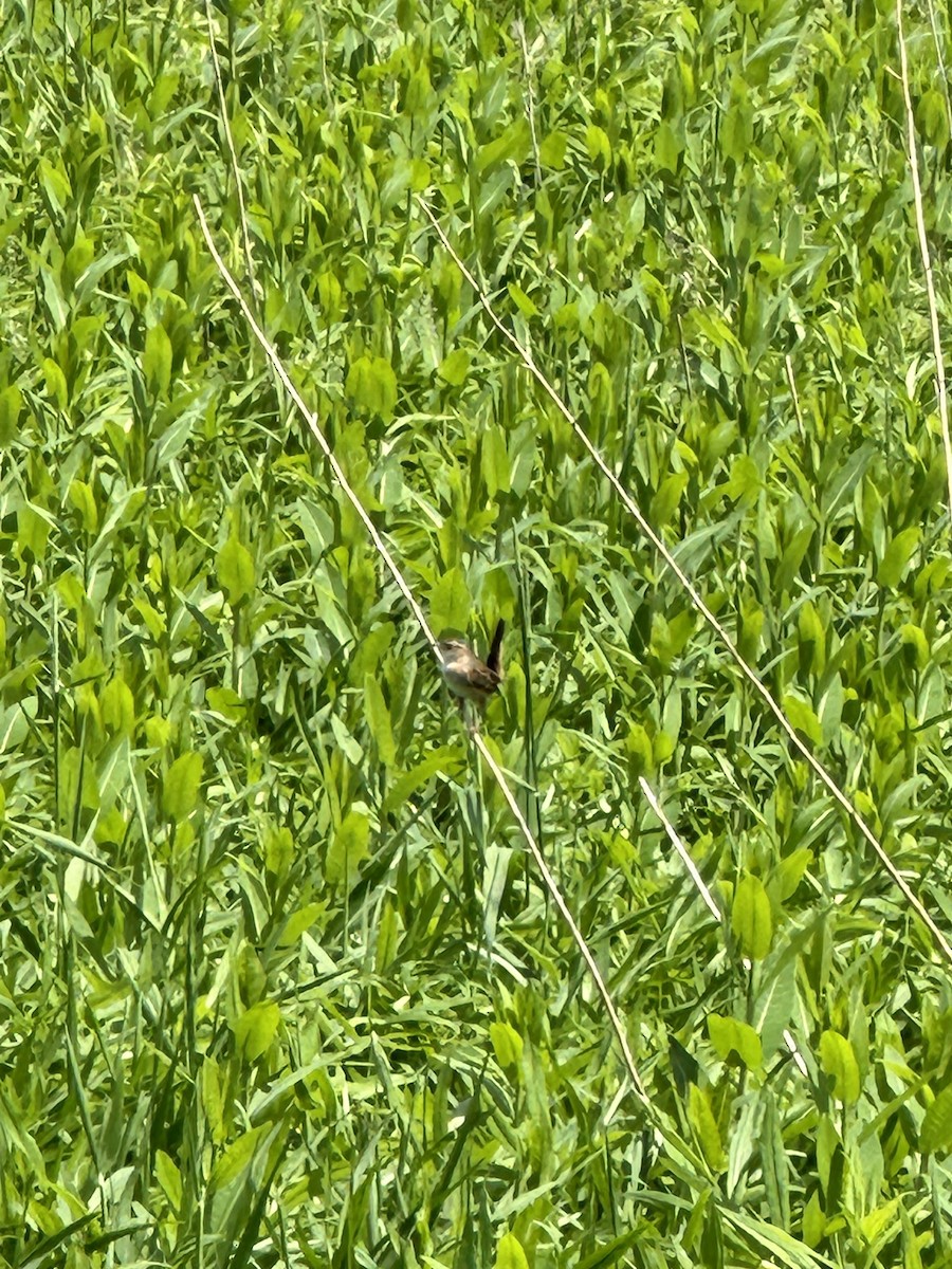 Sedge Wren - ML619305460