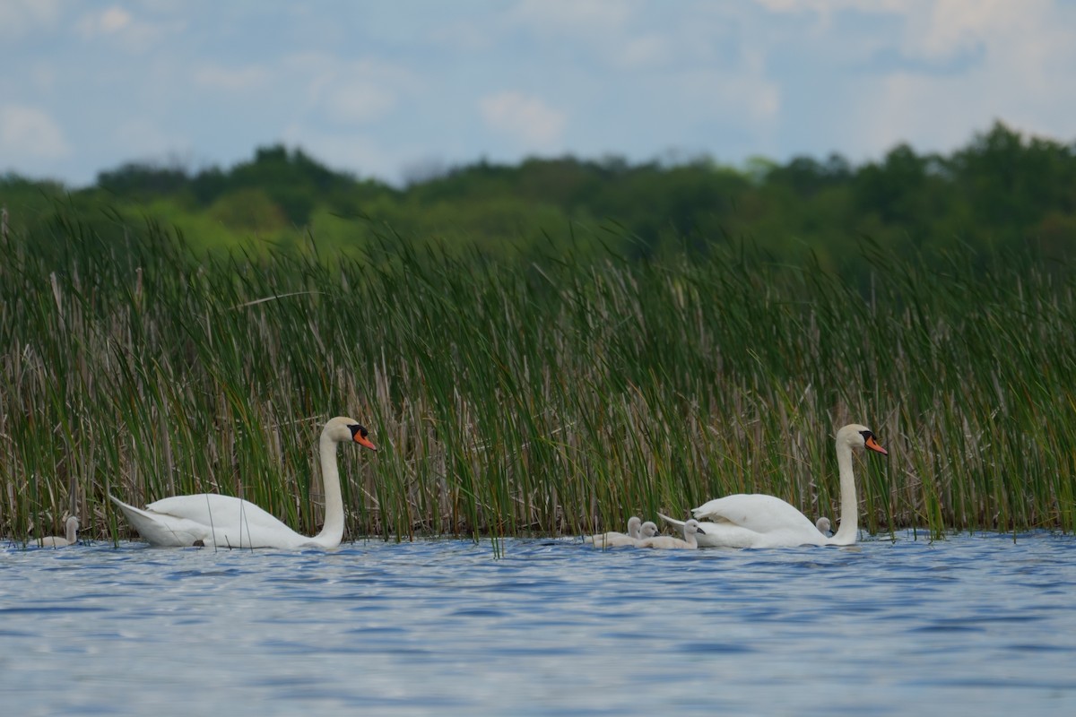 Mute Swan - Kathy Webb