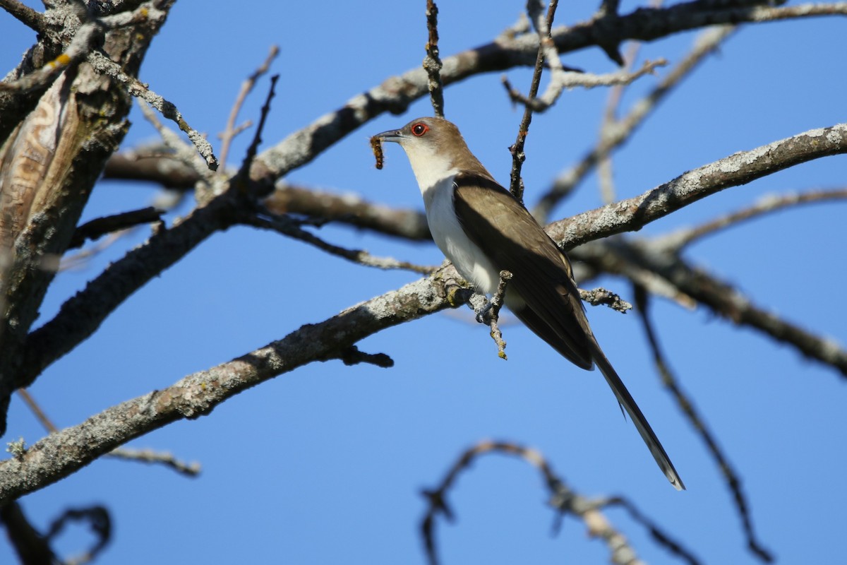 Black-billed Cuckoo - ML619305487