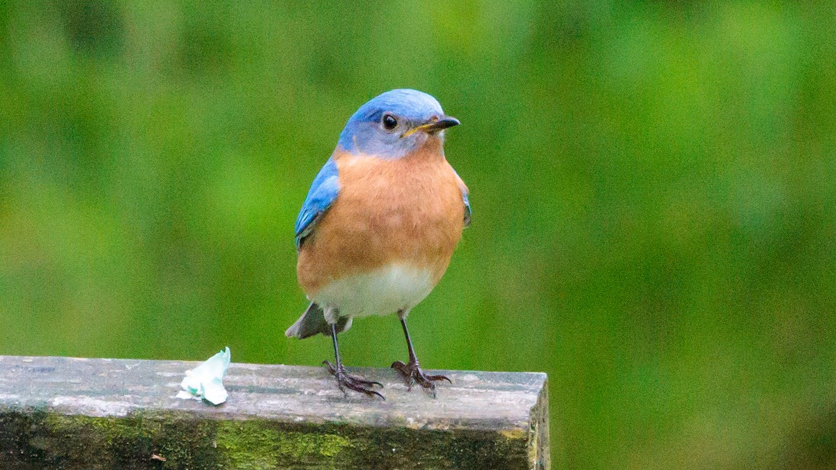 Eastern Bluebird - ML619305504