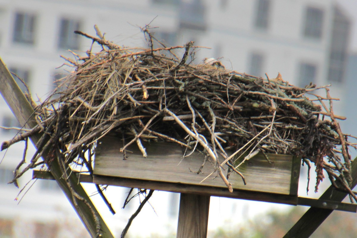 Osprey (carolinensis) - ML619305505