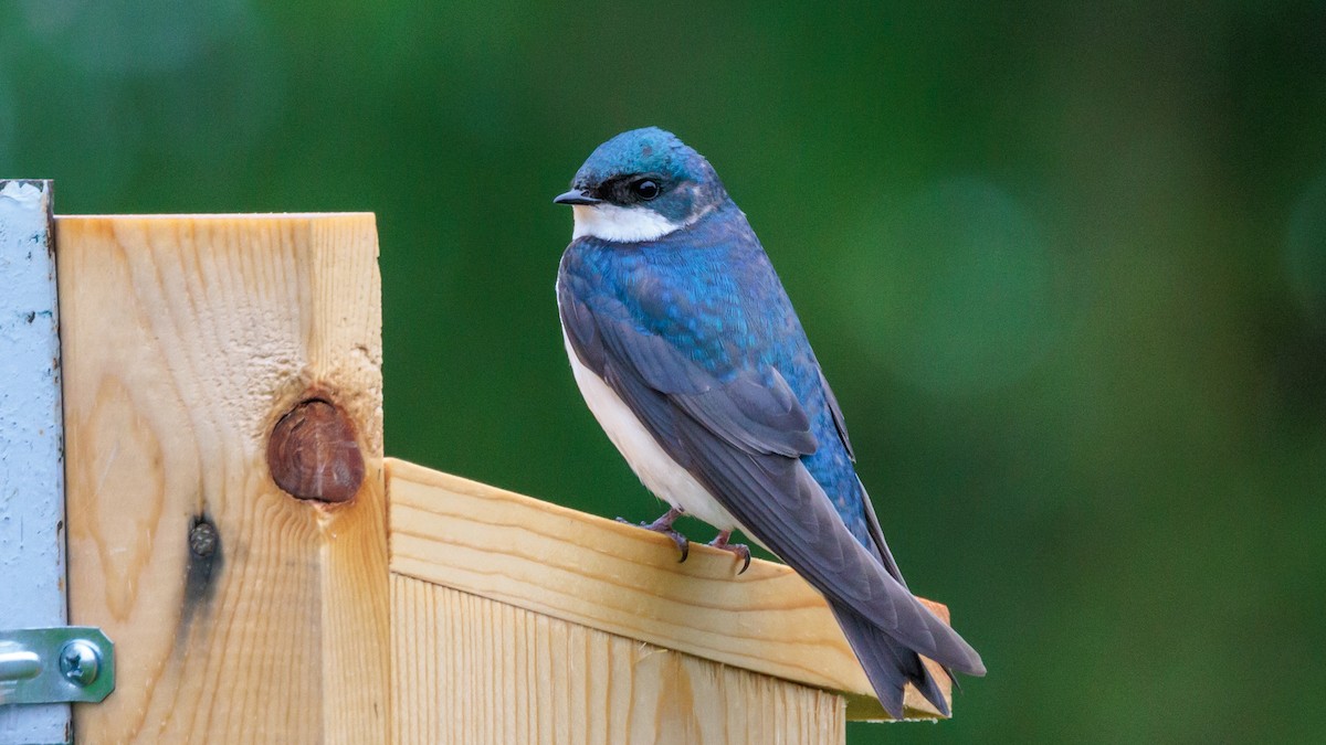 Tree Swallow - ML619305509