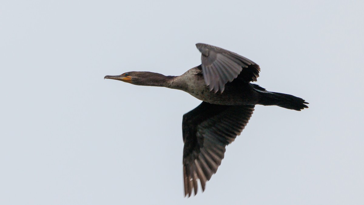 Double-crested Cormorant - ML619305516