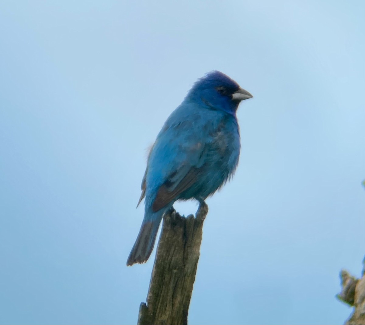 Indigo Bunting - Michael Onel