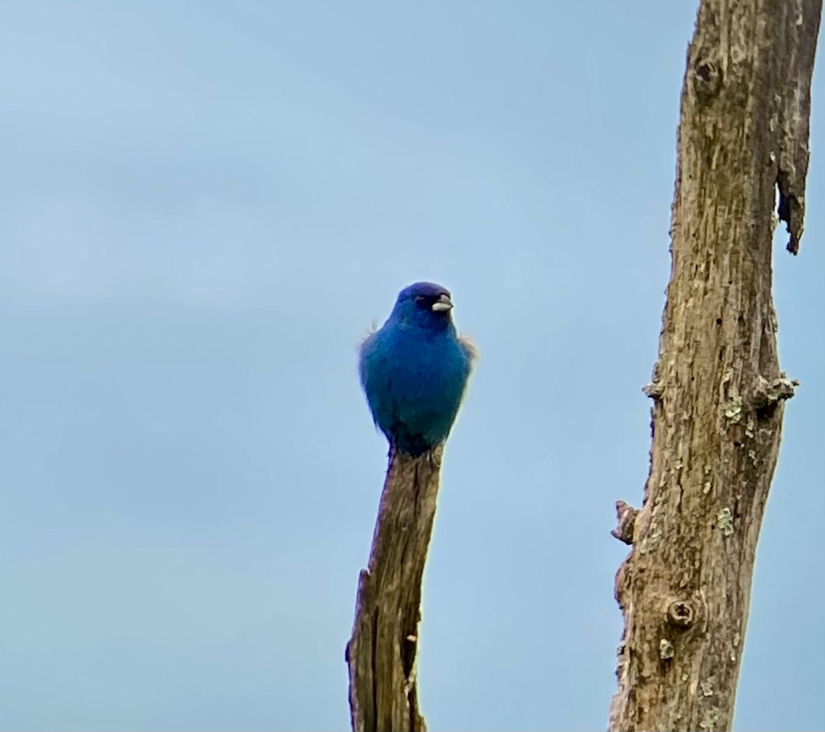 Indigo Bunting - Michael Onel