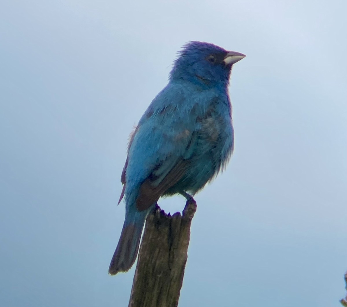 Indigo Bunting - Michael Onel