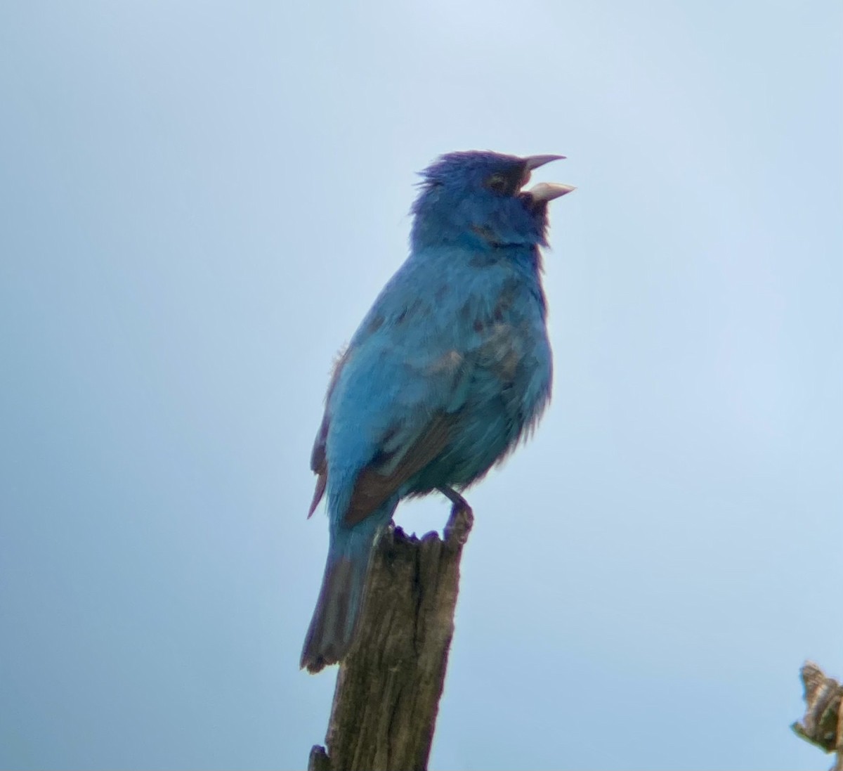 Indigo Bunting - Michael Onel