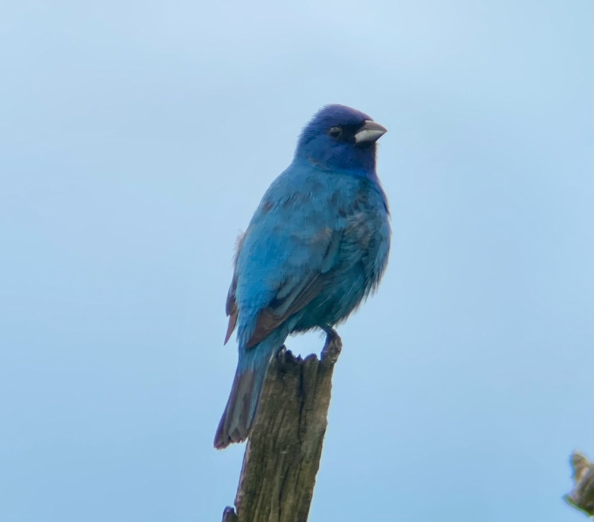 Indigo Bunting - Michael Onel