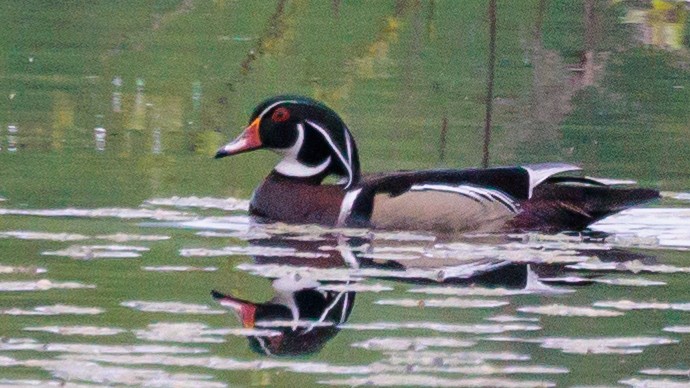 Wood Duck - ML619305530