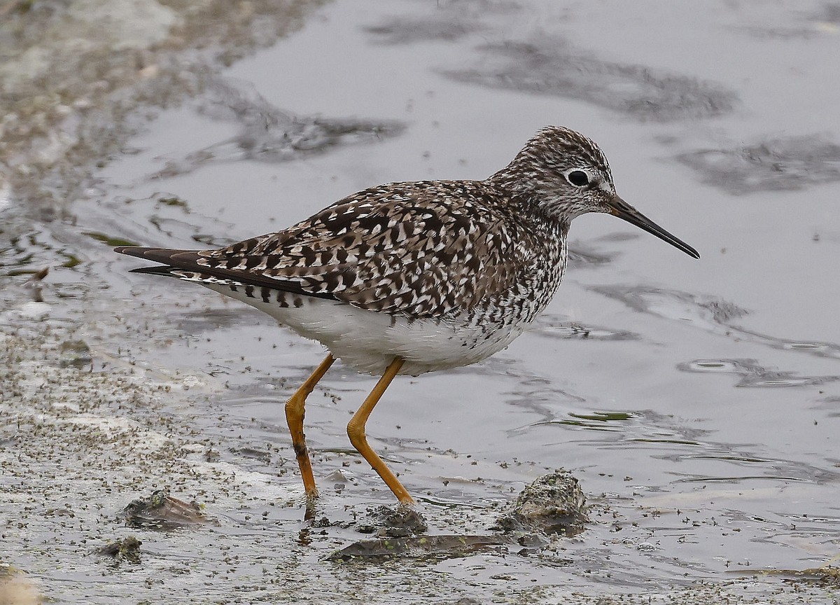 Lesser Yellowlegs - ML619305531