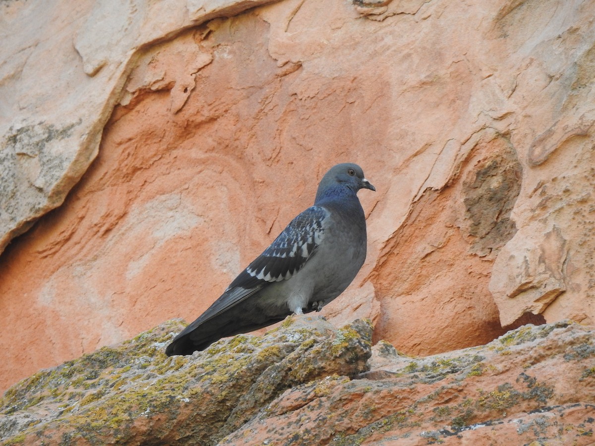 Хөхвөр тагтаа (суурин газрын) - ML619305533