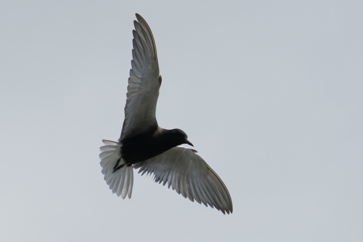 Black Tern - Kathy Webb