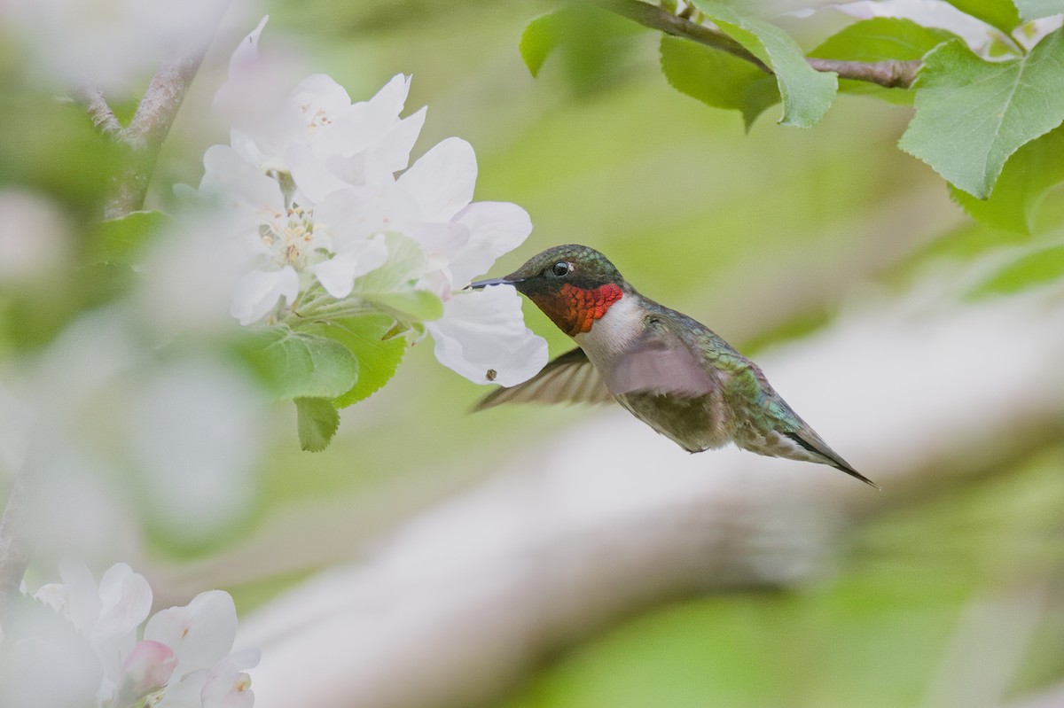 Ruby-throated Hummingbird - David Guertin