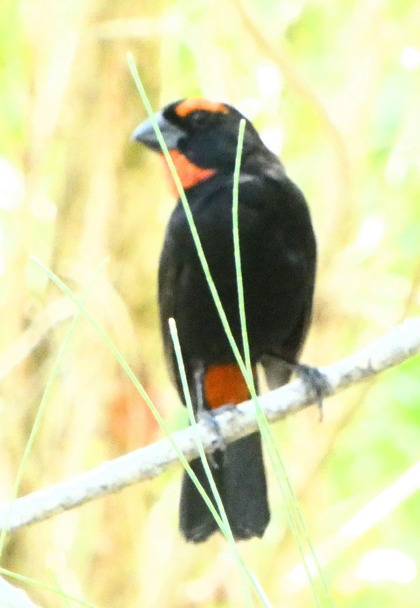 Greater Antillean Bullfinch - John Pool