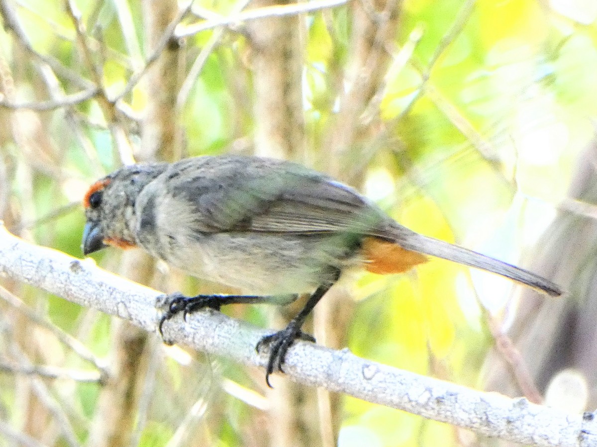 Greater Antillean Bullfinch - John Pool