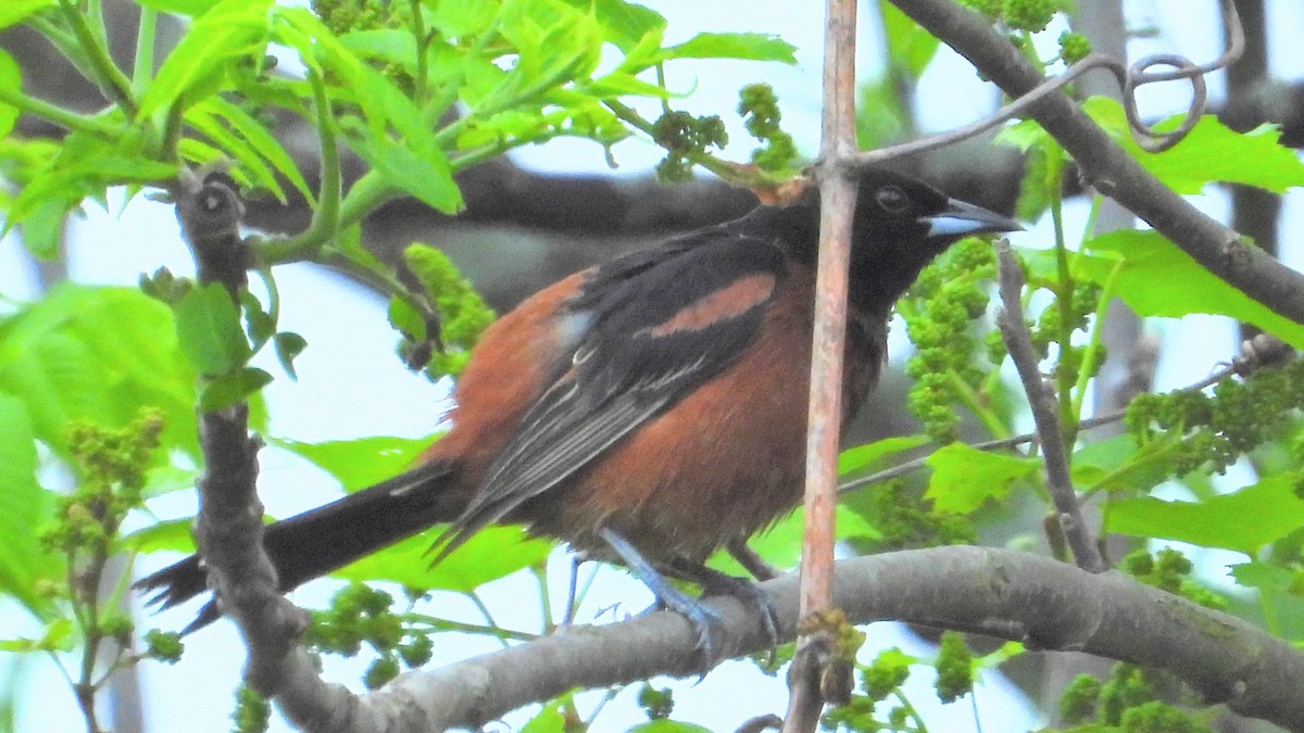 Orchard Oriole - Mark Malec