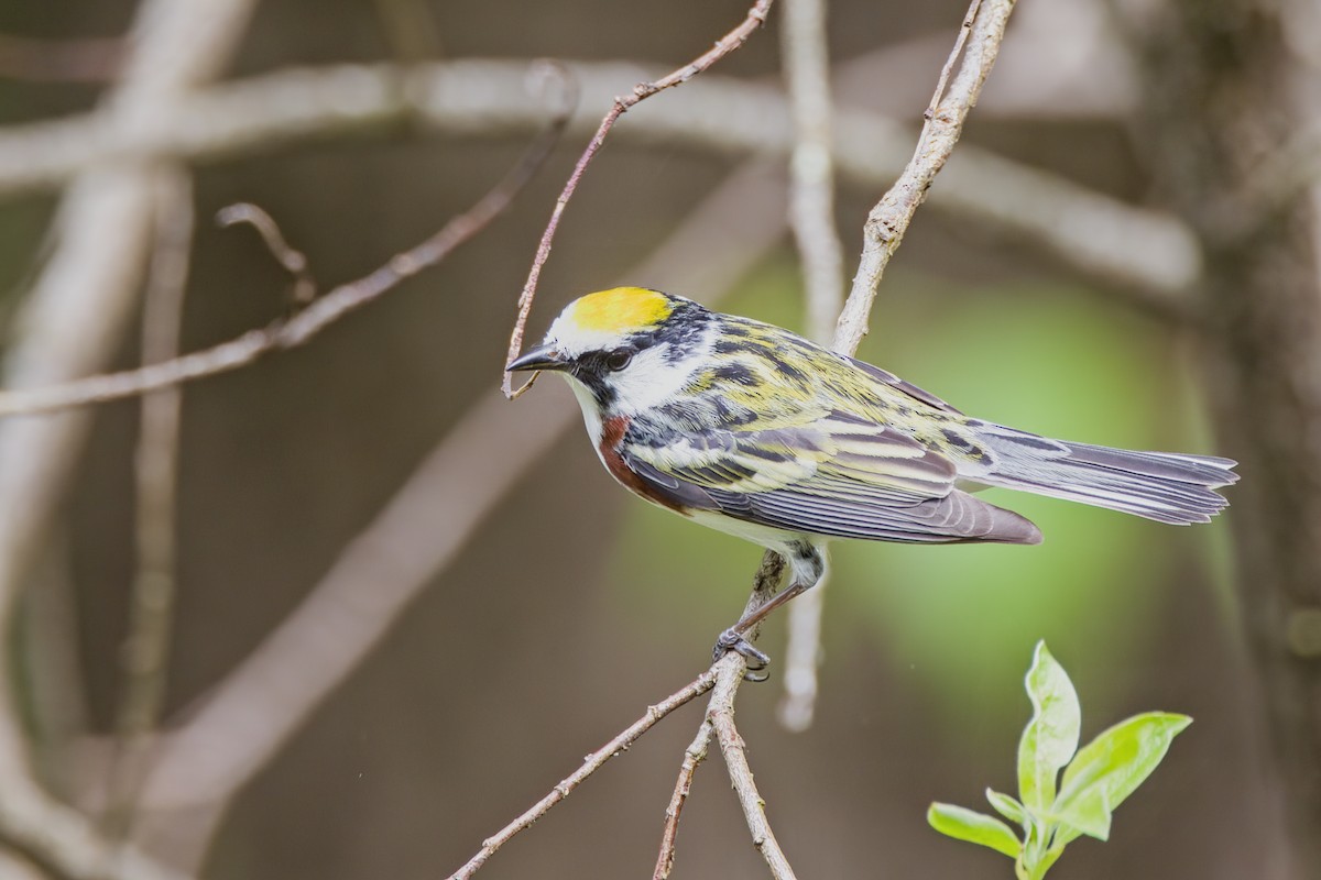 Chestnut-sided Warbler - David Guertin