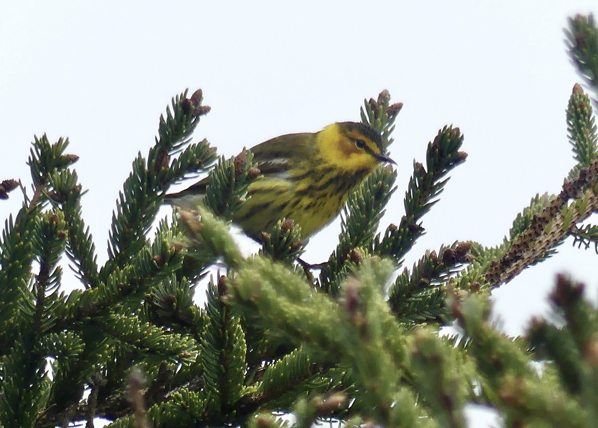 Cape May Warbler - ML619305597