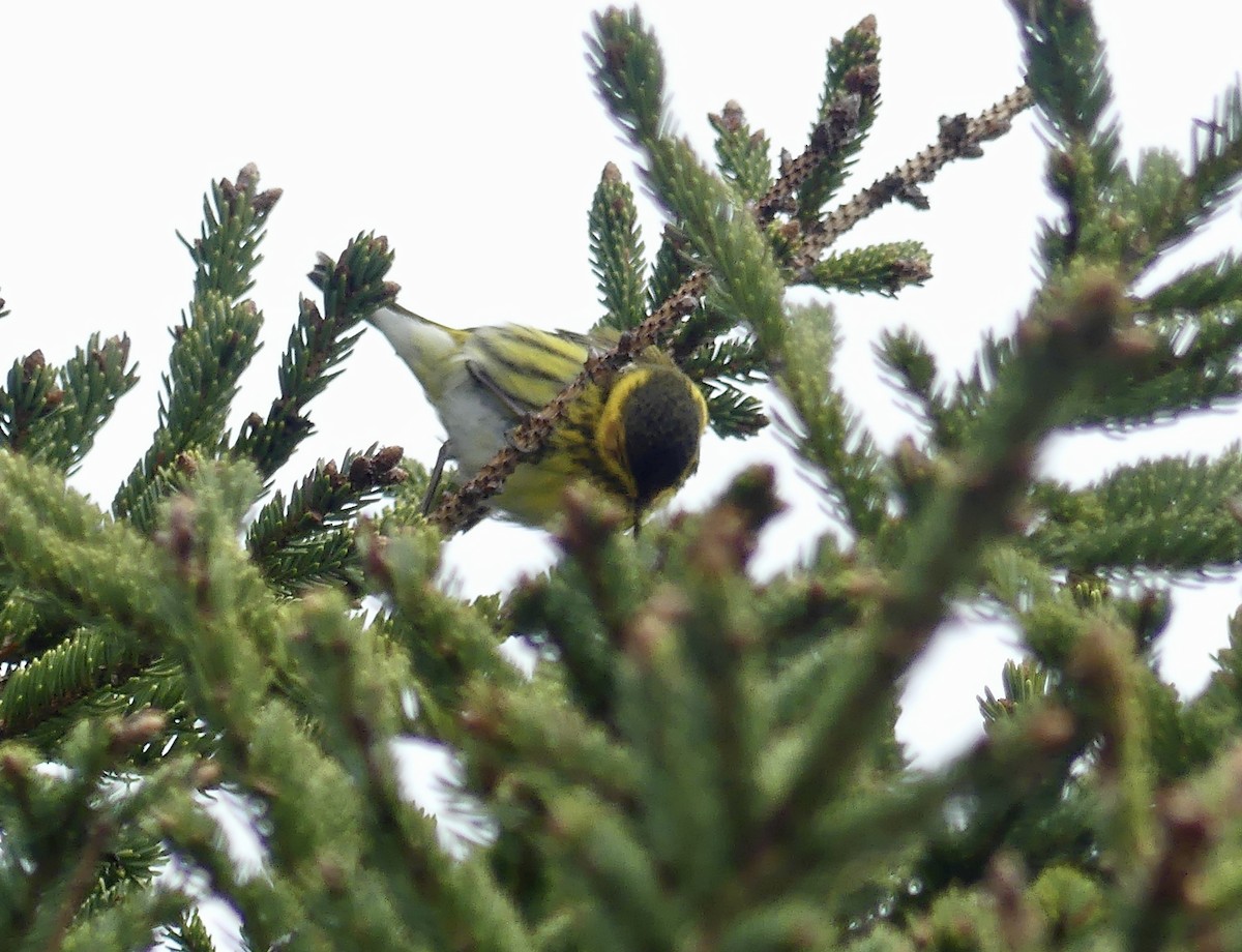 Cape May Warbler - ML619305598