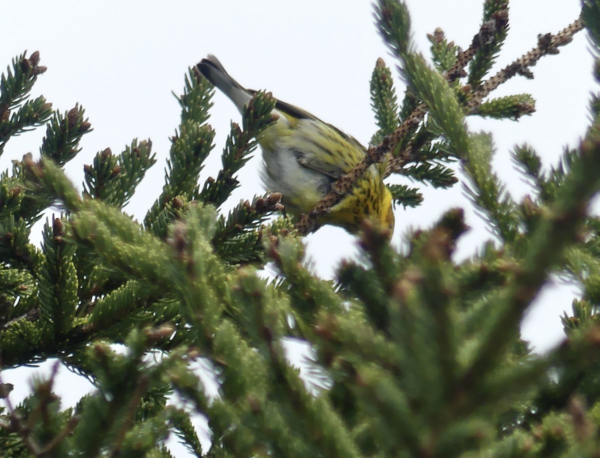 Cape May Warbler - ML619305599