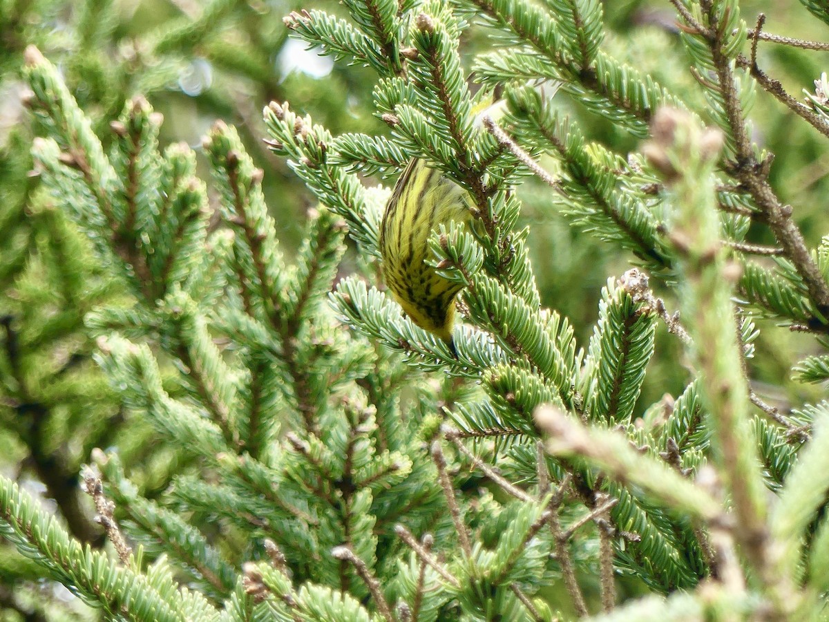 Cape May Warbler - ML619305602