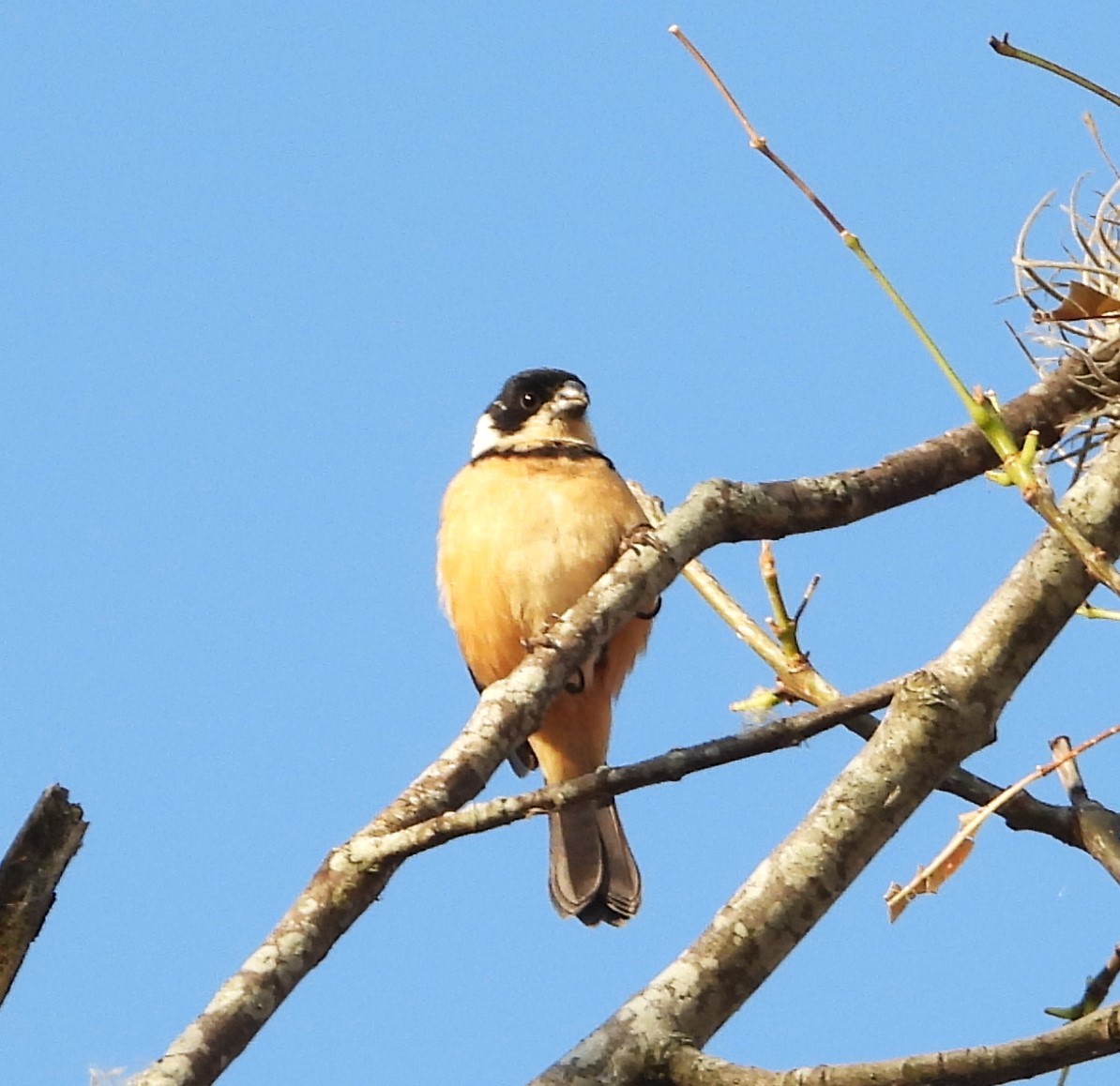 Cinnamon-rumped Seedeater - Guadalupe Esquivel Uribe