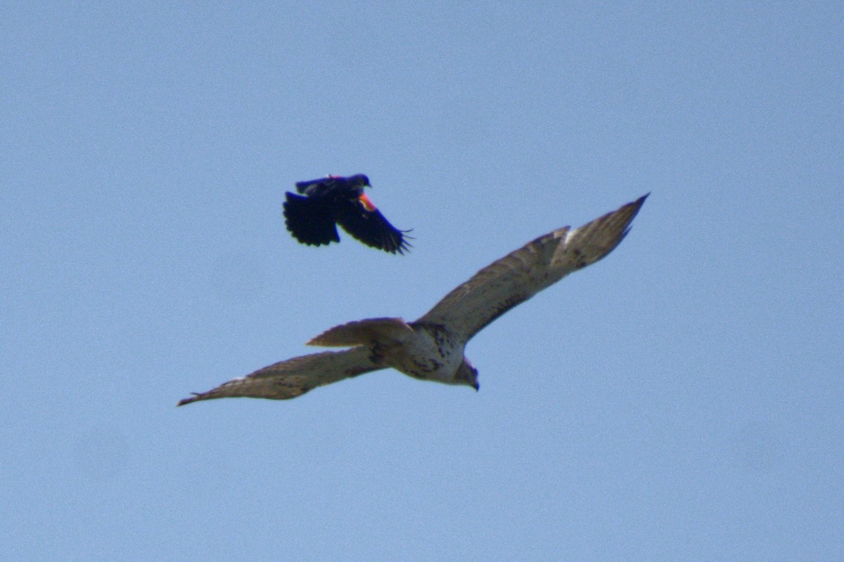 Red-tailed Hawk - ML619305626