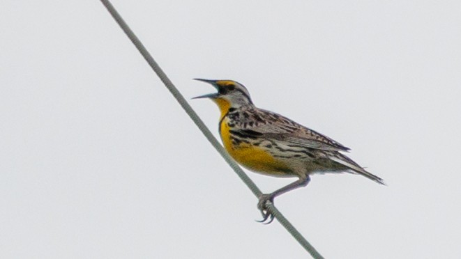 Eastern Meadowlark - ML619305632